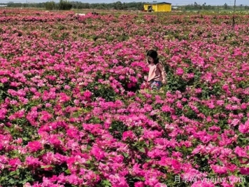 西安月季：西咸新區(qū)300萬株月季花?；鸪鋈? title=