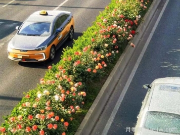 北京豐臺17.6公里月季項鏈上線，三環(huán)路變身浪漫花廊