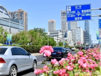 北京朝陽月季海洋，街頭已開濃顏模式