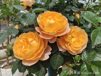 三款微型月季，陽(yáng)臺(tái)養(yǎng)月季必選