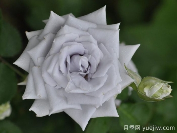 藍(lán)色天堂月季