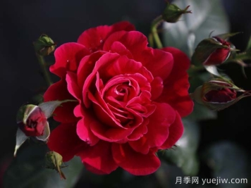 14周年紅月季/朝陽紅