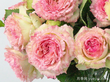 蕾絲伊甸園月季