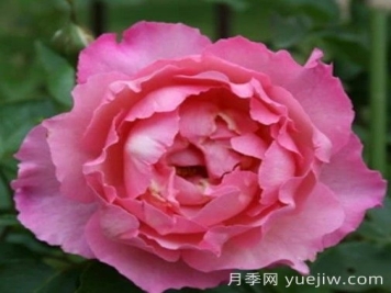 伊芙三號(hào)月季/伊芙夏娃