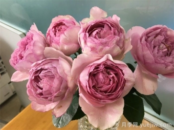 伊芙雷歐諾月季
