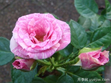 閃光麗迪雅月季