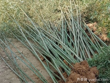 竹子的種類特性、分布狀況和應(yīng)用前景