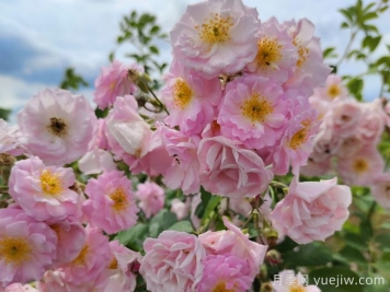 宿遷宿豫：滿強薔薇花簇簇，浪漫的打卡花海