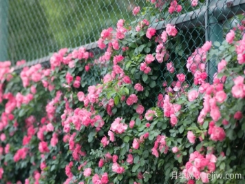 浙師大薔薇花開成瀑，安吉拉美翻了校園