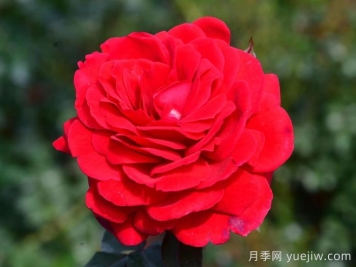 初心月季(豐花)