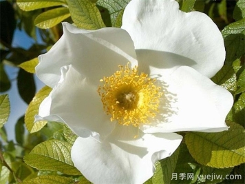 白色驚喜月季