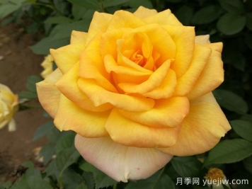 推薦國(guó)外評(píng)價(jià)很高的十款月季品種