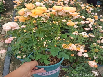 哪里能買到對(duì)版的月季？月季網(wǎng)告訴你