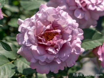 輕煙月季