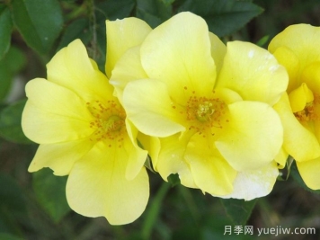推薦10個(gè)優(yōu)秀單瓣月季品種
