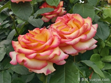 10分鐘學(xué)會月季養(yǎng)法，高手經(jīng)驗(yàn)總結(jié)