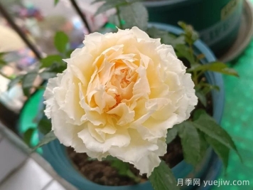 狄安娜陽臺月季