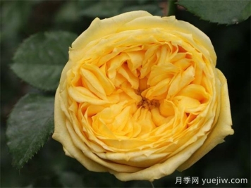 推薦8款好養(yǎng)黃色灌木月季品種