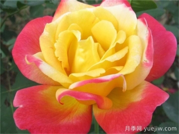 怡紅院月季的優(yōu)缺點(diǎn)是什么？