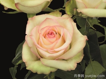 瘋狂鉆石月季
