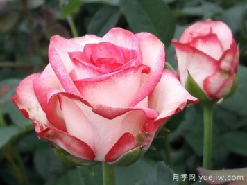 帕洛瑪月季/帕羅馬
