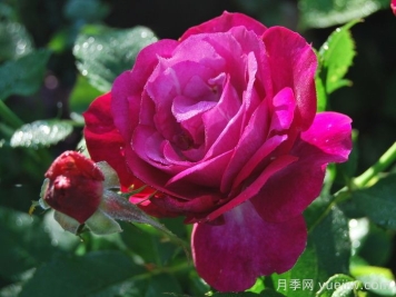 無垠藍天月季/藍色伊甸園月季