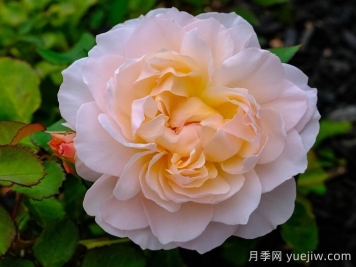 抹大拉的瑪麗亞月季/瑪麗亞瑪達(dá)琳