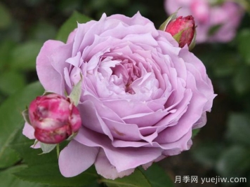 諾瓦利斯月季/藍(lán)花詩(shī)人/波塞冬