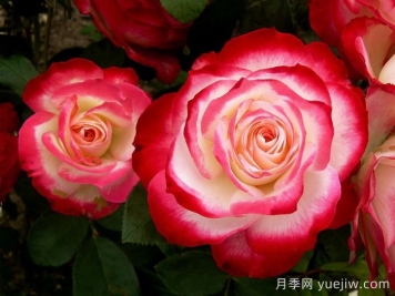 摩納哥公爵月季/櫻桃派對(duì)月季/櫻桃凍糕