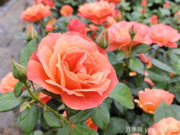 月季花什么時(shí)間開，花期多久？