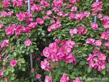月季花盛開最佳觀賞時(shí)間與養(yǎng)護(hù)要點(diǎn)