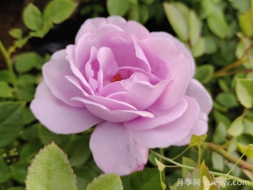 月季花開(kāi)為何多姿多彩？科學(xué)分析