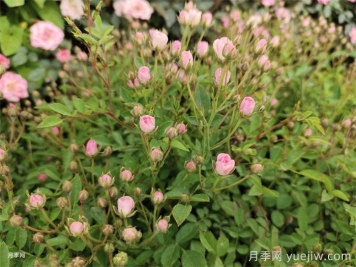 超微月季的優(yōu)缺點(diǎn)是什么？