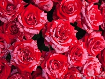 幸運女神月季的優(yōu)缺點是什么？