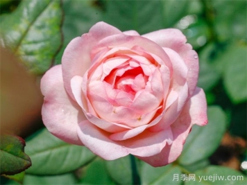 草莓杏仁餅月季的介紹和優(yōu)缺點