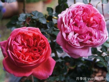 保羅克利月季的優(yōu)缺點是什么？