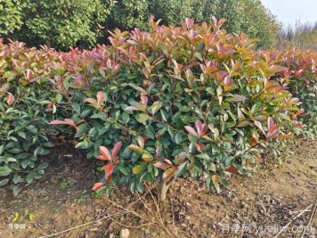紅葉石楠球是常綠還是落葉苗木？