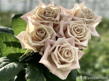 曼塔月季的優(yōu)缺點(diǎn)是什么？