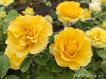 貝殼月季介紹及優(yōu)缺點(diǎn)分析