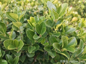 大葉黃楊和小葉黃楊有什么區(qū)別？