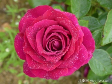 美人麗芙月季的介紹和優(yōu)缺點(diǎn)