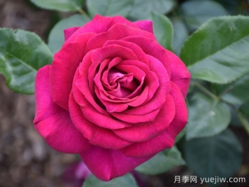 美人麗芙月季/麗濱月季