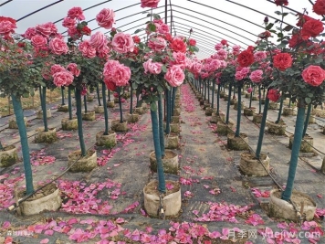 夏季月季養(yǎng)護(hù)全攻略：避開雷區(qū)，輕松爆花