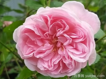 波薩諾瓦月季/農(nóng)神/巴薩諾瓦