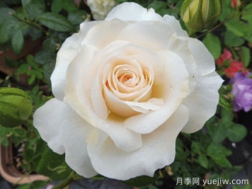 皇家迪瓦月季/皇家女主角/歌劇皇后