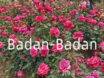 德國(guó)巴登巴登月季競(jìng)賽獎(jiǎng)(Badan-Badan)