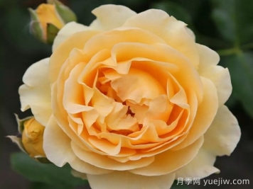 聚光燈月季