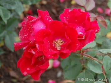 螢火蟲月季/荷斯坦月季