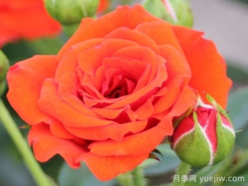 橙色寶貝月季/橙色櫻兒