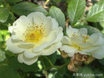 阿格萊亞月季/阿格拉